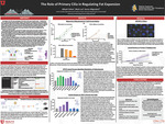 The Role of Primary Cilia in Regulating Fat Expansion by Alliyah Talton, Mark Lee, and Keren Hilgendorf